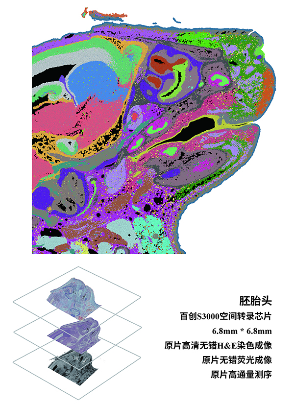 全面兼容丨真邁生物(wù) SURFSeq 5000 在百邁客百創空間轉錄組學芯片兼容性測試中表現優異