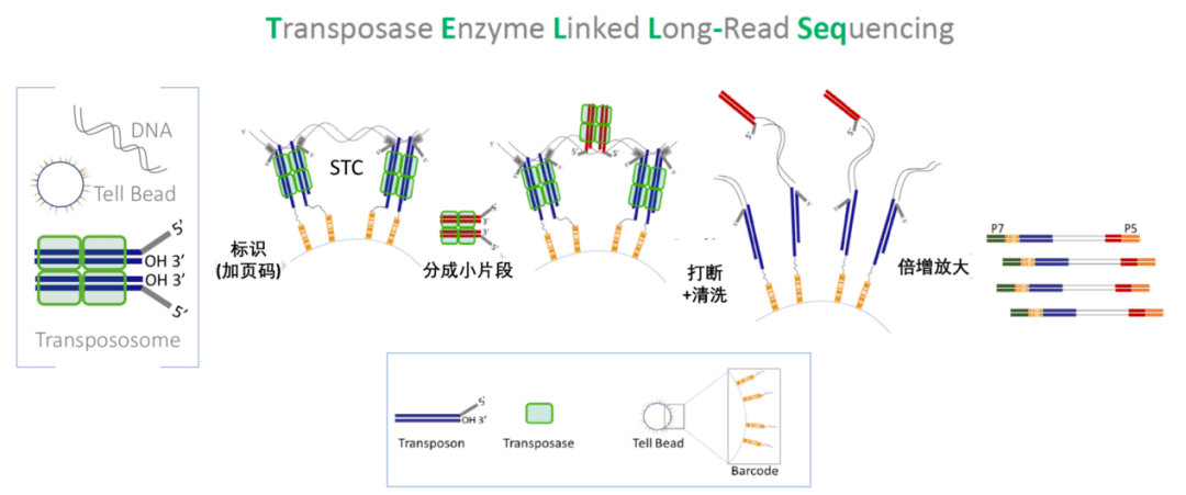 細菌基因組完成圖-NGS躍級版發布，助力基因組學研究